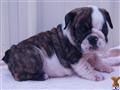 English Bulldog